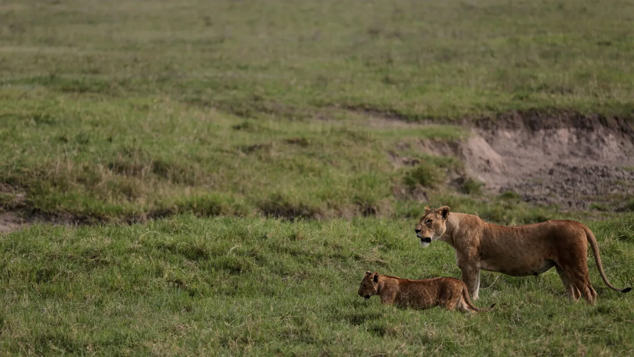 Ten Lions Found Dead in Tanzania's Ngorongoro Reserve, Poisoning Suspected