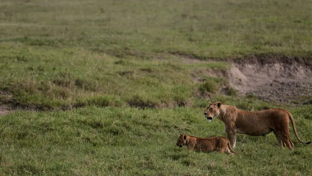 Ten Lions Found Dead in Tanzania's Ngorongoro Reserve, Poisoning Suspected