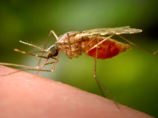 Third person dies from malaria in cluster of cases linked to Frankfurt Airport