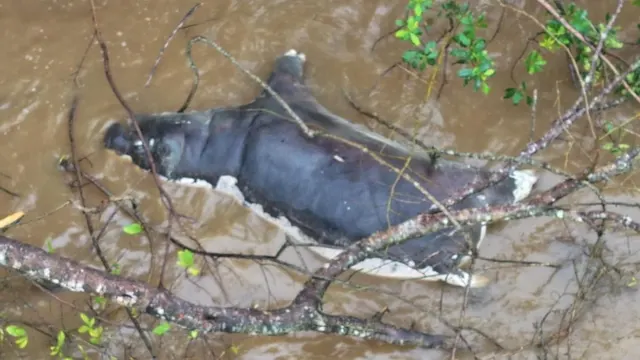 Zambia Warns Against Eating Dead Wildlife After Anthrax Kills Dozens of Animals