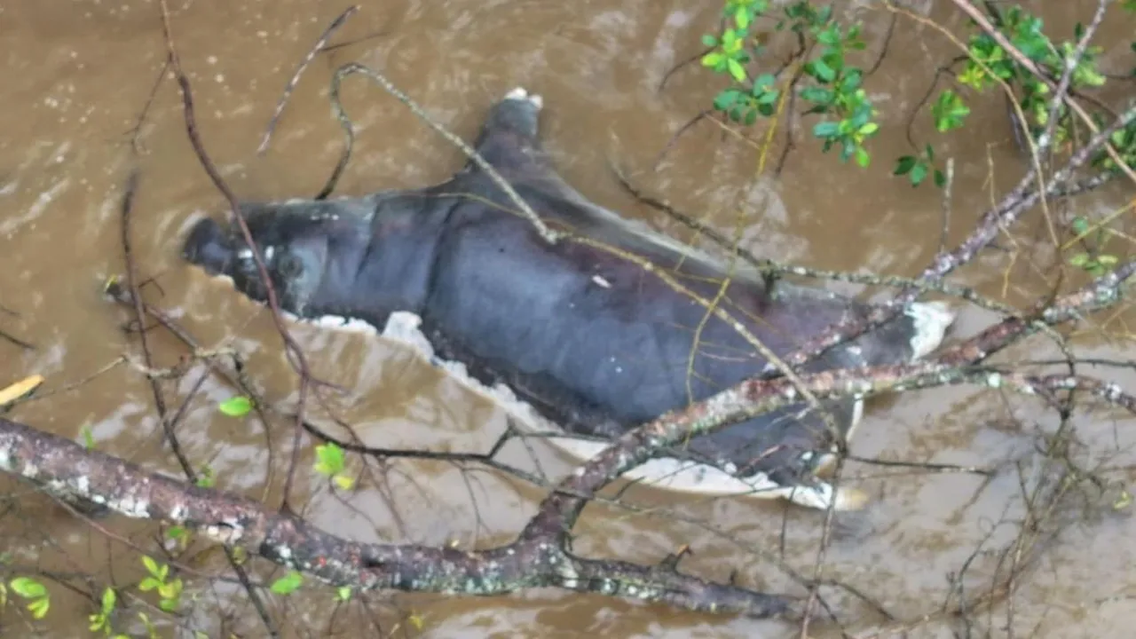 Zambia Warns Against Eating Dead Wildlife After Anthrax Kills Dozens of Animals